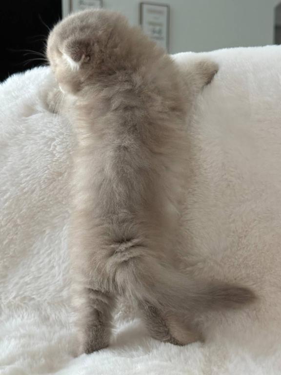Creamer Scottish Fold Male photo 10