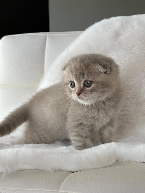 Creamer Scottish Fold Male photo 3