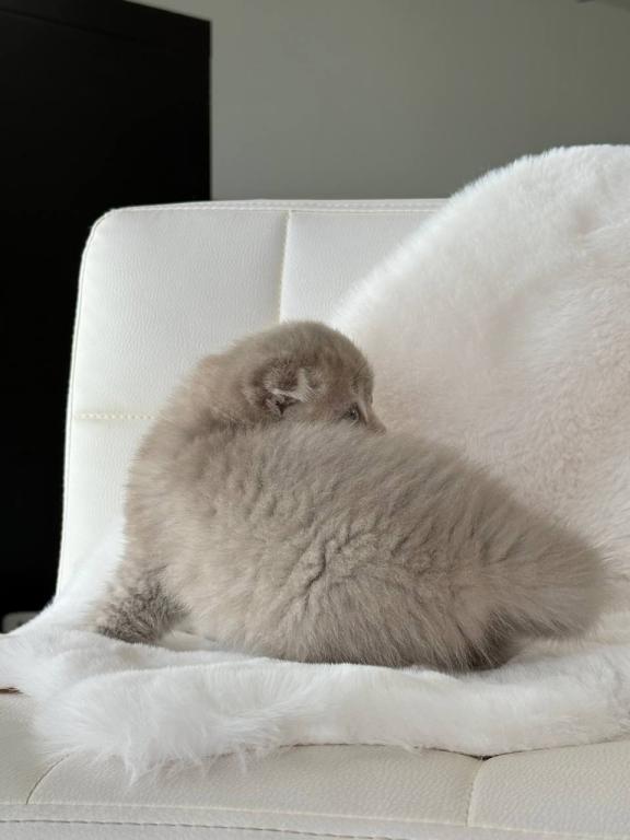 Creamer Scottish Fold Male photo 11