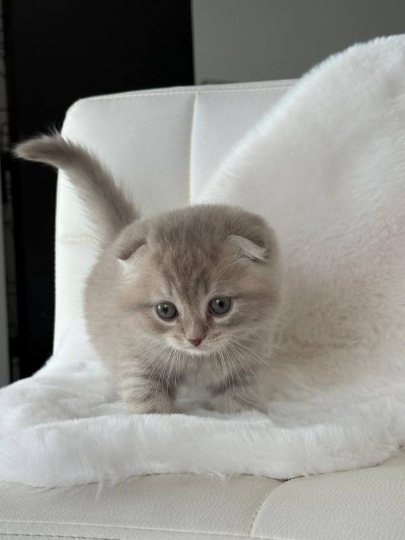Creamer Scottish Fold Male photo 7
