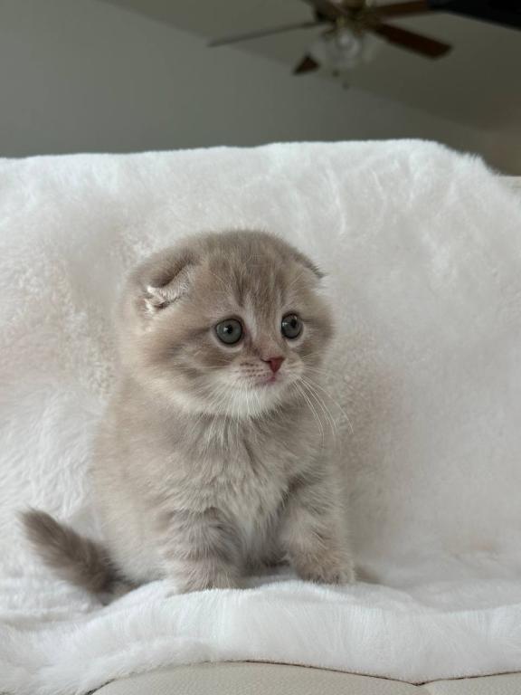 Creamer Scottish Fold Male photo 9