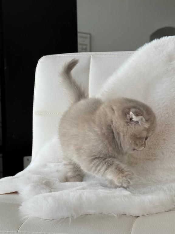 Creamer Scottish Fold Male photo 6