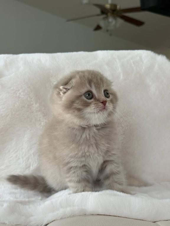Creamer Scottish Fold Male photo 1