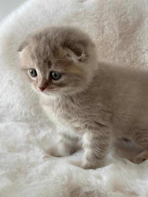 Creamer Scottish Fold Male photo 8
