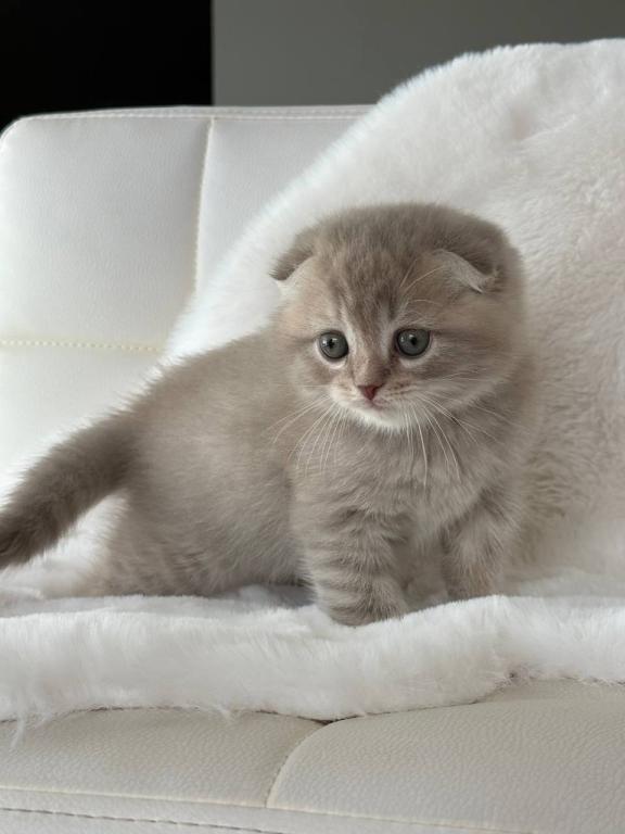 Creamer Scottish Fold Male photo 4