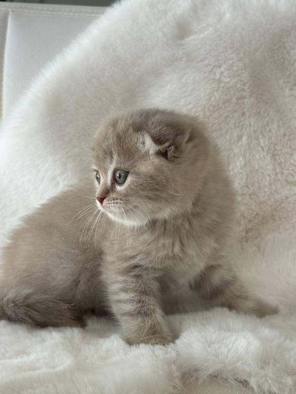 Creamer Scottish Fold Male photo 2