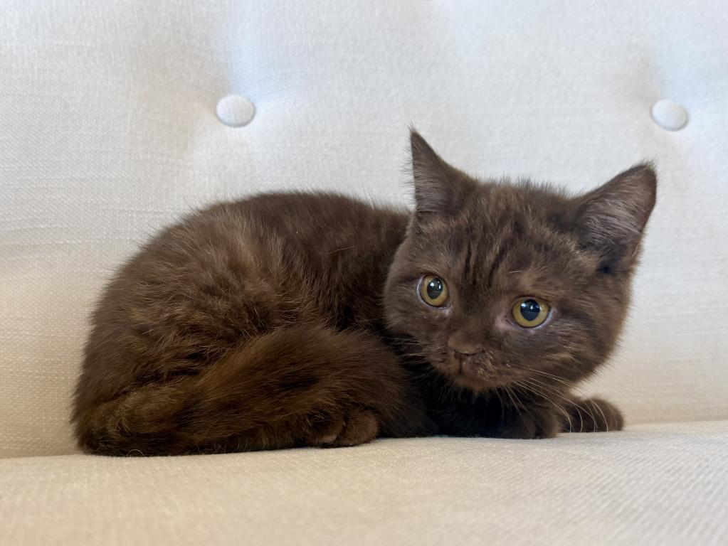 British Shorthair Chocolate Female photo 5
