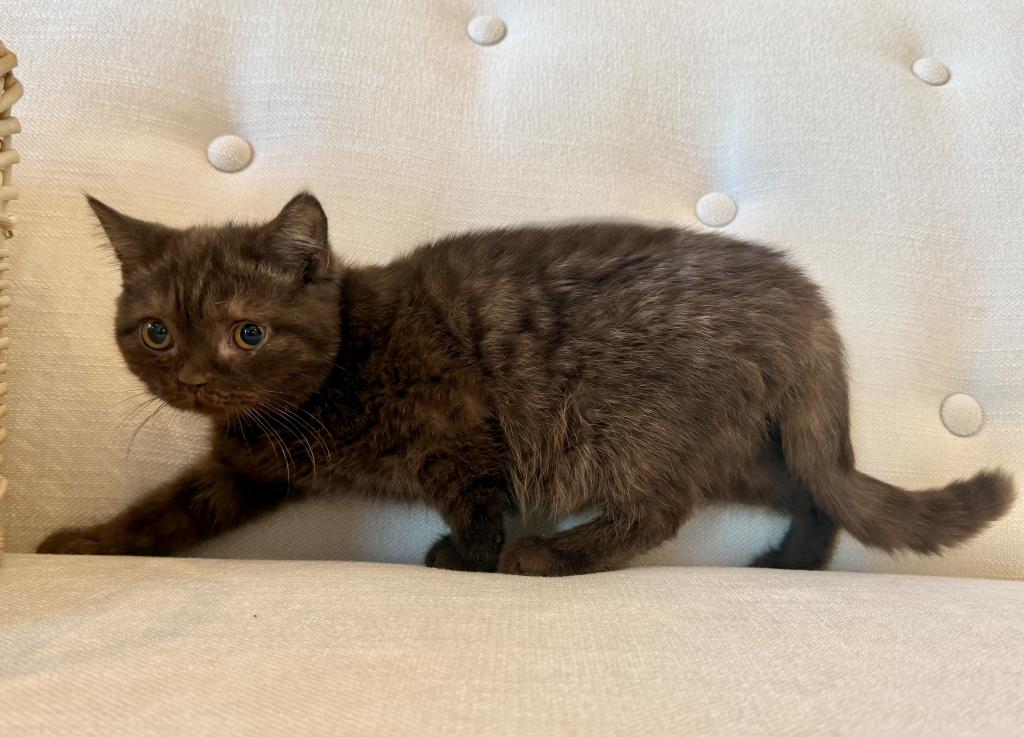 British Shorthair Chocolate Female photo 4