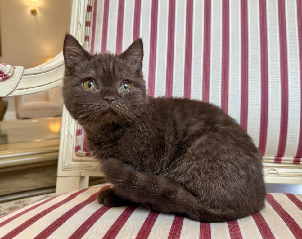British Shorthair Chocolate Female photo 2