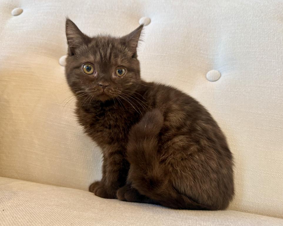 British Shorthair Chocolate Female photo 1