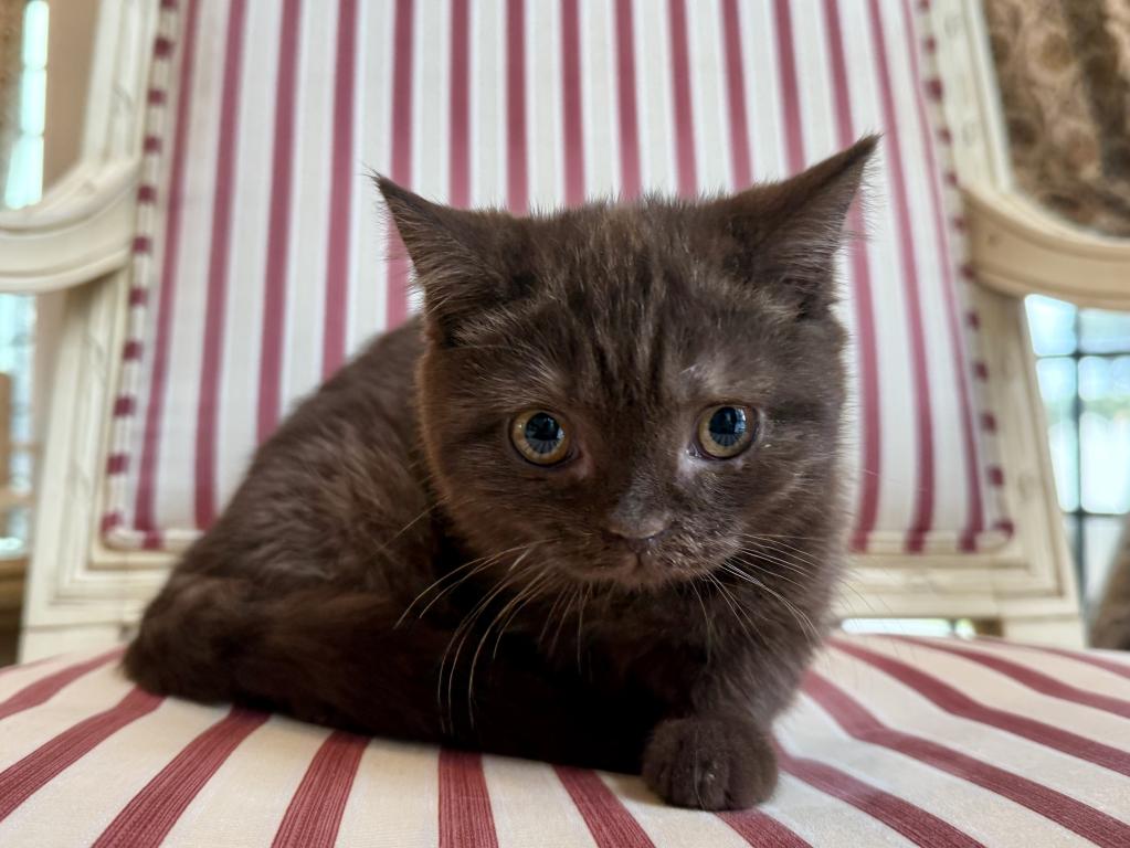 British Shorthair Chocolate Female photo 3