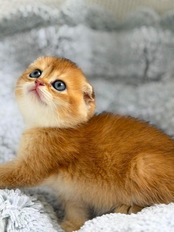 Scottish Fold Golden Young Male photo 4