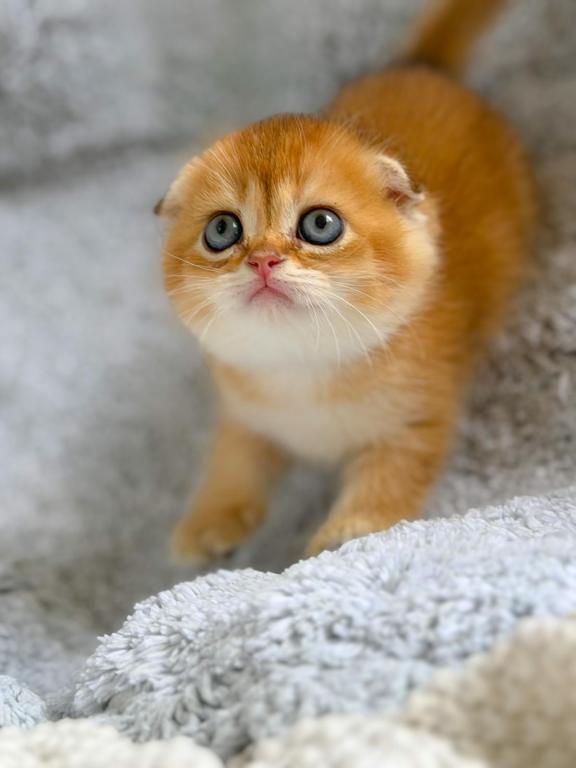 Scottish Fold Golden Young Male photo 2
