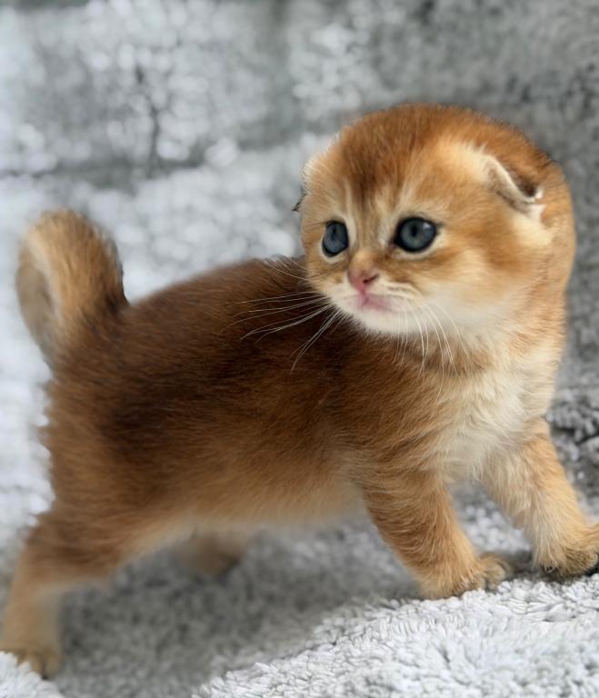 Scottish Fold Golden Young Male photo 1
