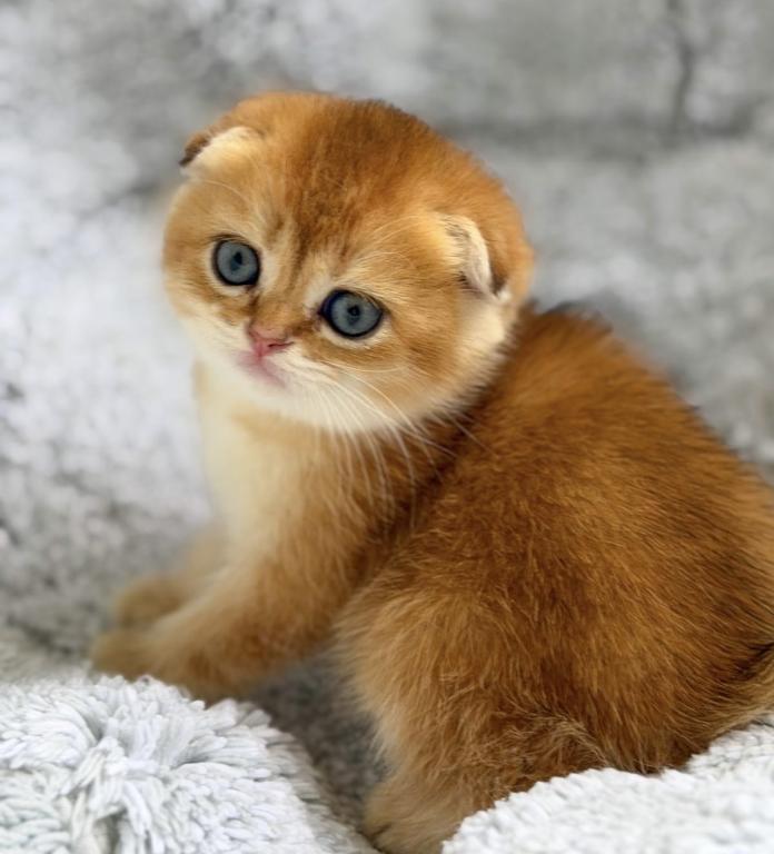 Scottish Fold Golden Young Male photo 3