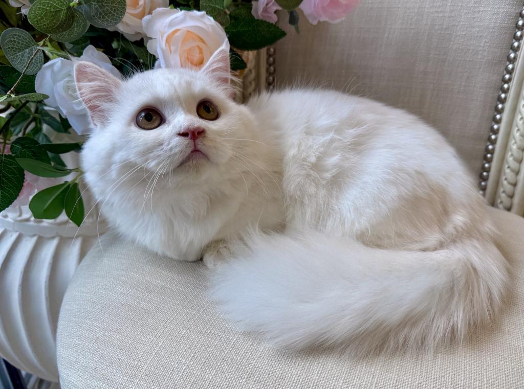 Munchkin White Male photo 1