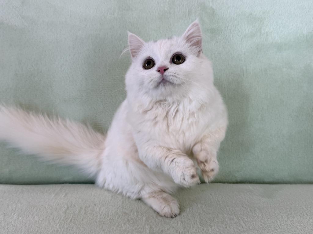 Munchkin White Male photo 7