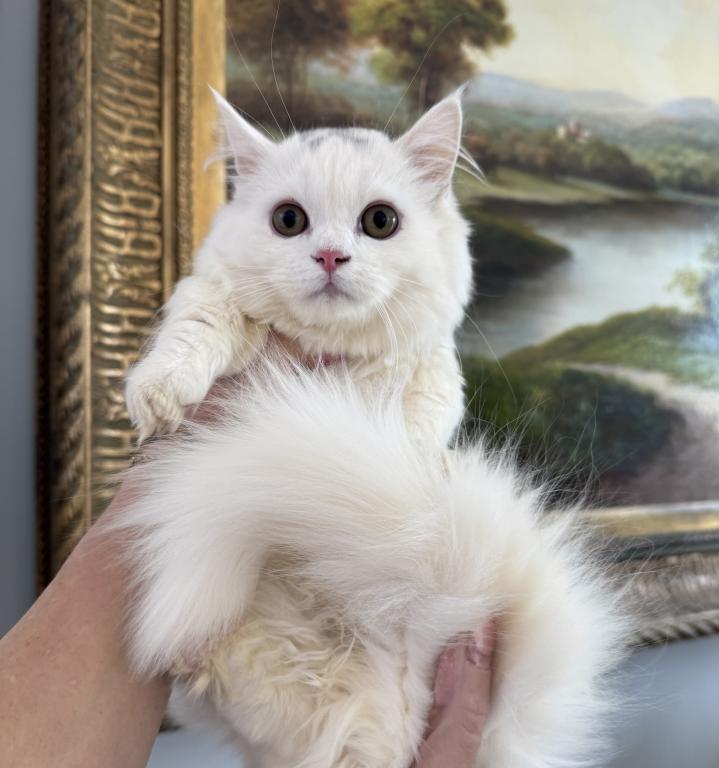 Munchkin White Male photo 5