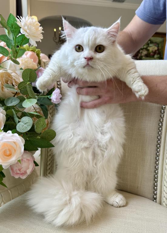 Munchkin White Male photo 2