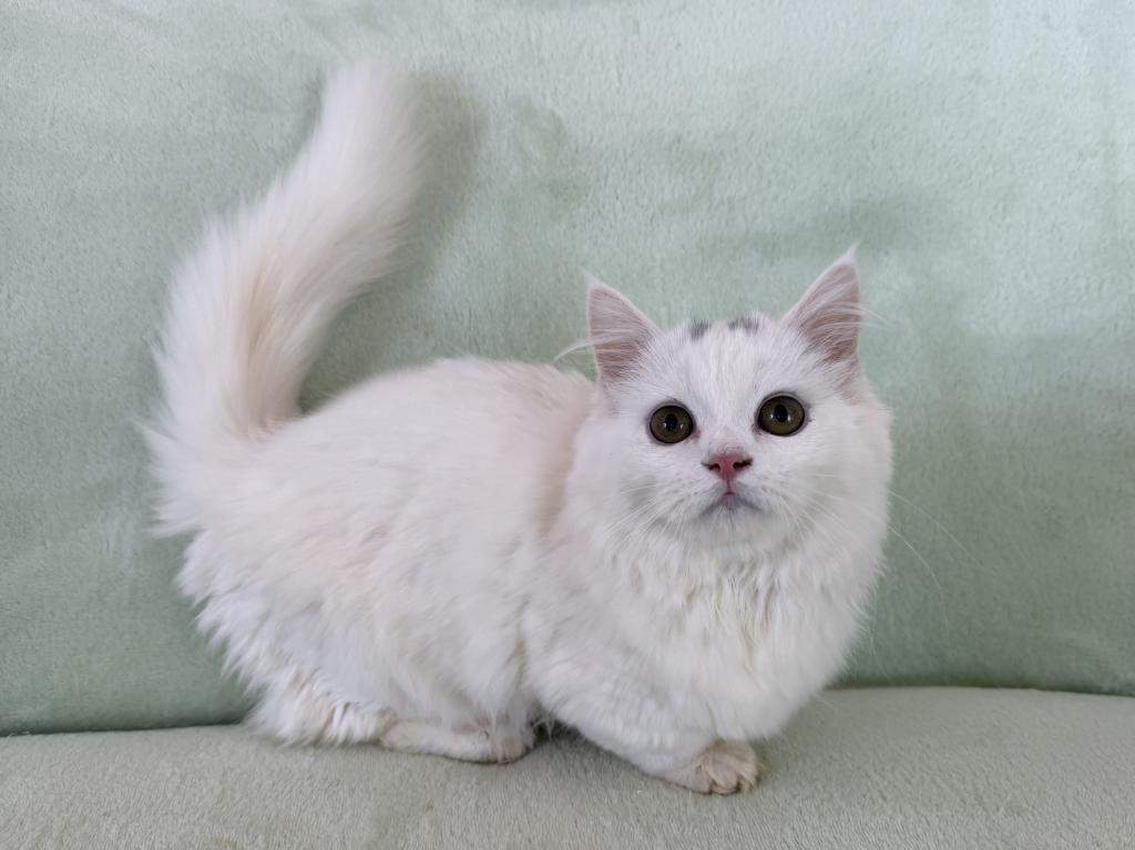 Munchkin White Male photo 6