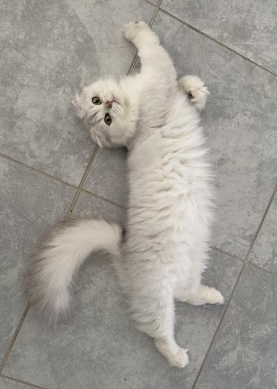 Scottish Fold Silver Chinchilla Female Retiring photo 1