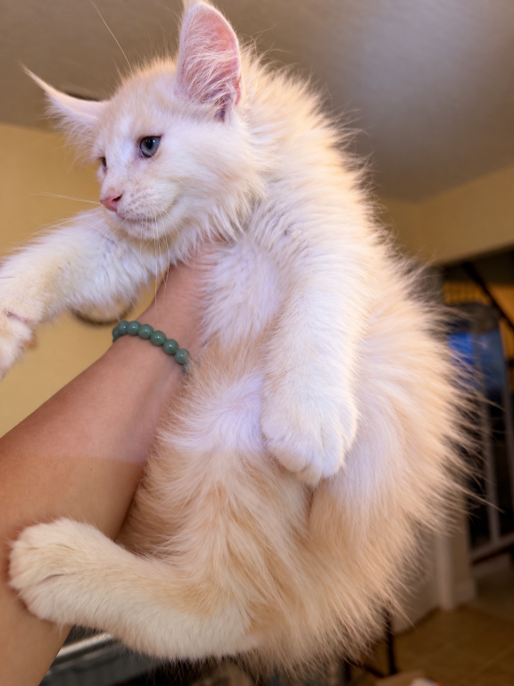 Peter Very Fluffy Cream Boy photo 2