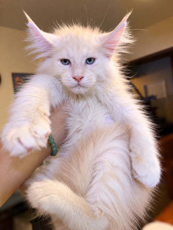 Peter Very Fluffy Cream Boy photo 1