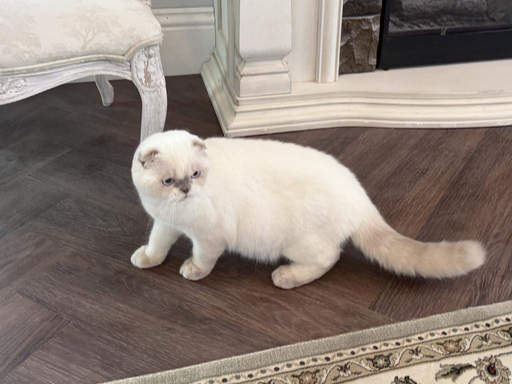 Scottish Fold Color Point Male photo 1