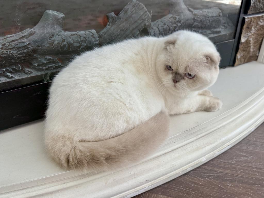 Scottish Fold Color Point Male photo 7