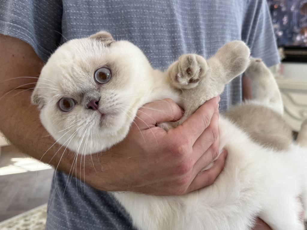 Scottish Fold Color Point Male photo 3