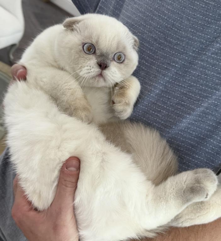Scottish Fold Color Point Male photo 4