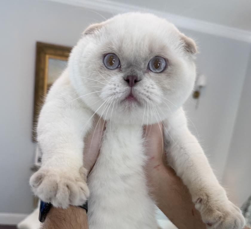 Scottish Fold Color Point Male photo 6