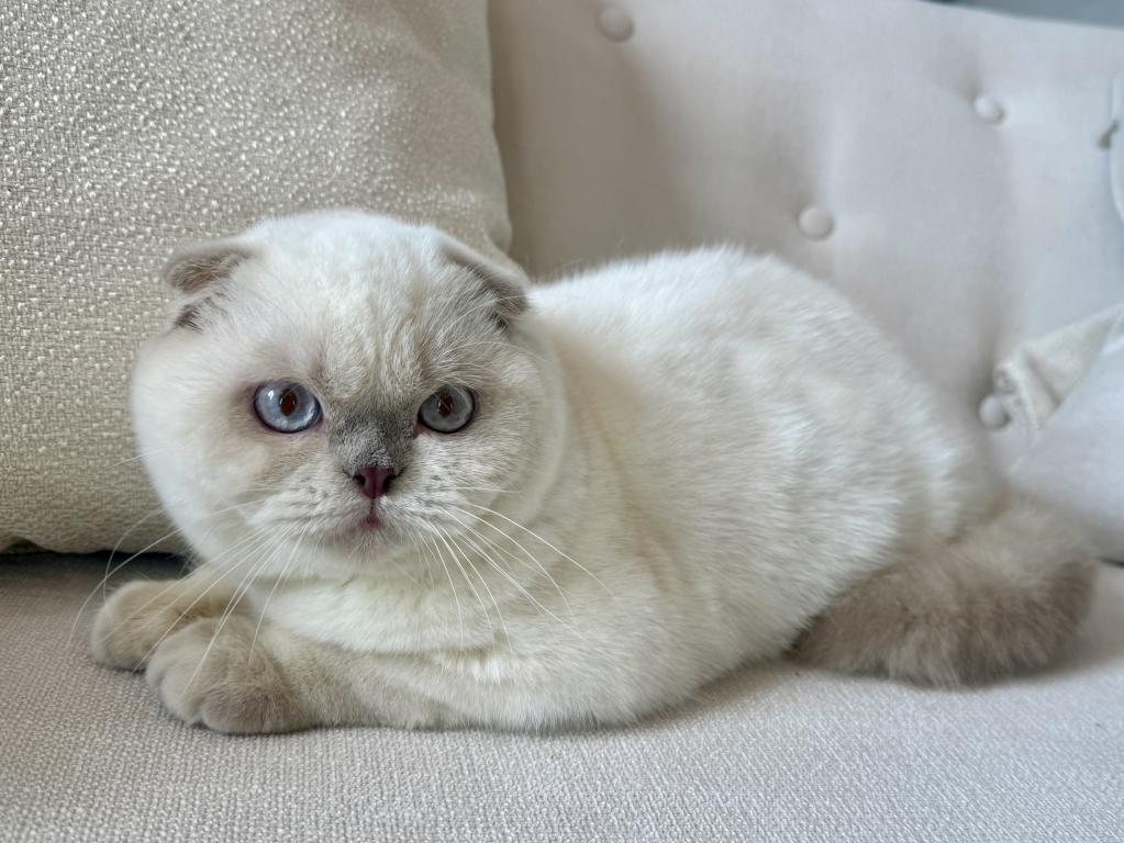 Scottish Fold Color Point Male photo 5