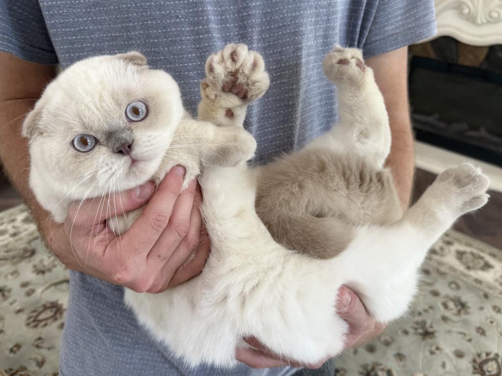 Scottish Fold Color Point Male photo 2