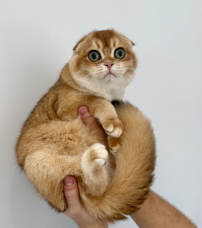 Scottish Fold Golden Male photo 2