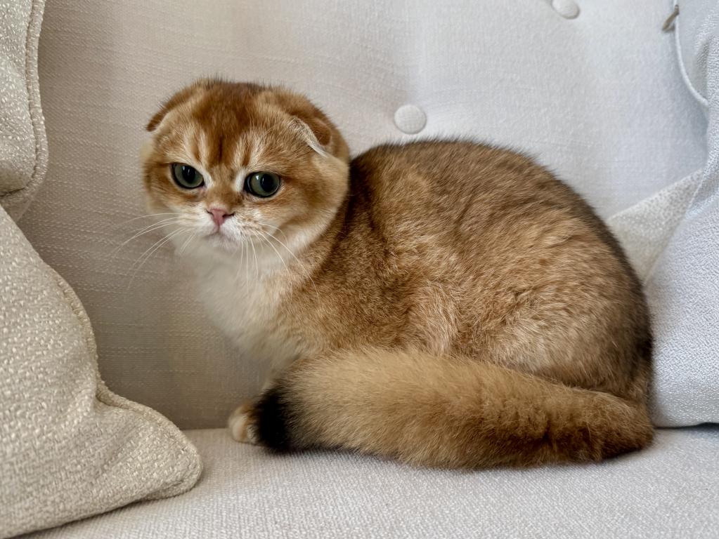 Scottish Fold Golden Male photo 3