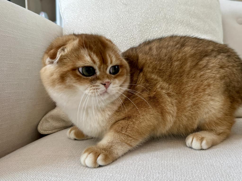 Scottish Fold Golden Male photo 1