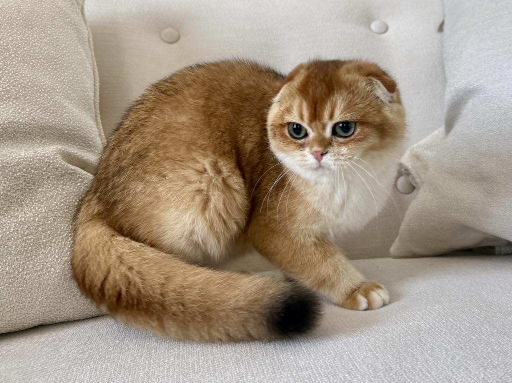 Scottish Fold Golden Male photo 4