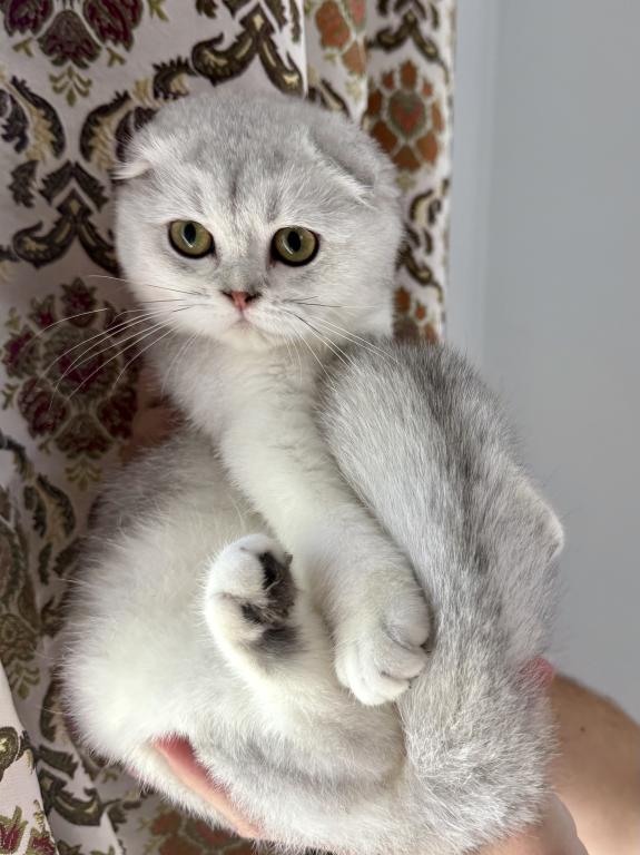Scottish Fold Seal Male Point photo 2