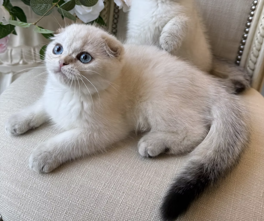 Scottish Fold Seal Male Point photo 1