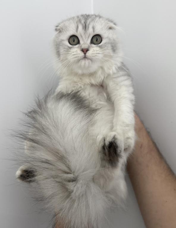Scottish Fold Silver Chinchilla Female photo 2