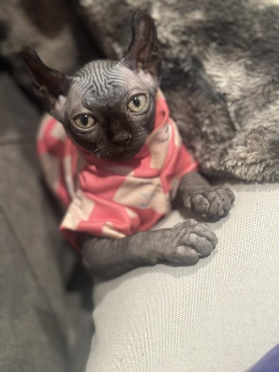 Female Sphynx Available photo 5