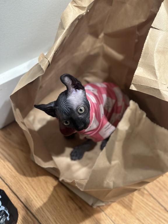 Female Sphynx Available photo 6