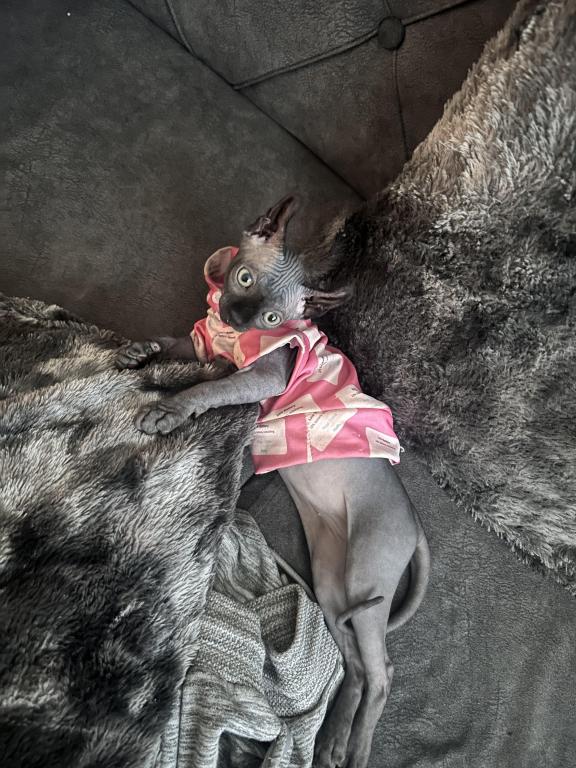Female Sphynx Available photo 4