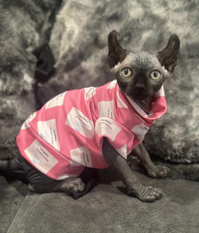 Female Sphynx Available photo 1