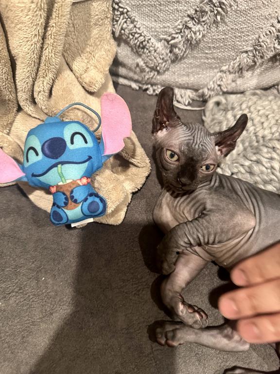 Female Sphynx Available photo 3