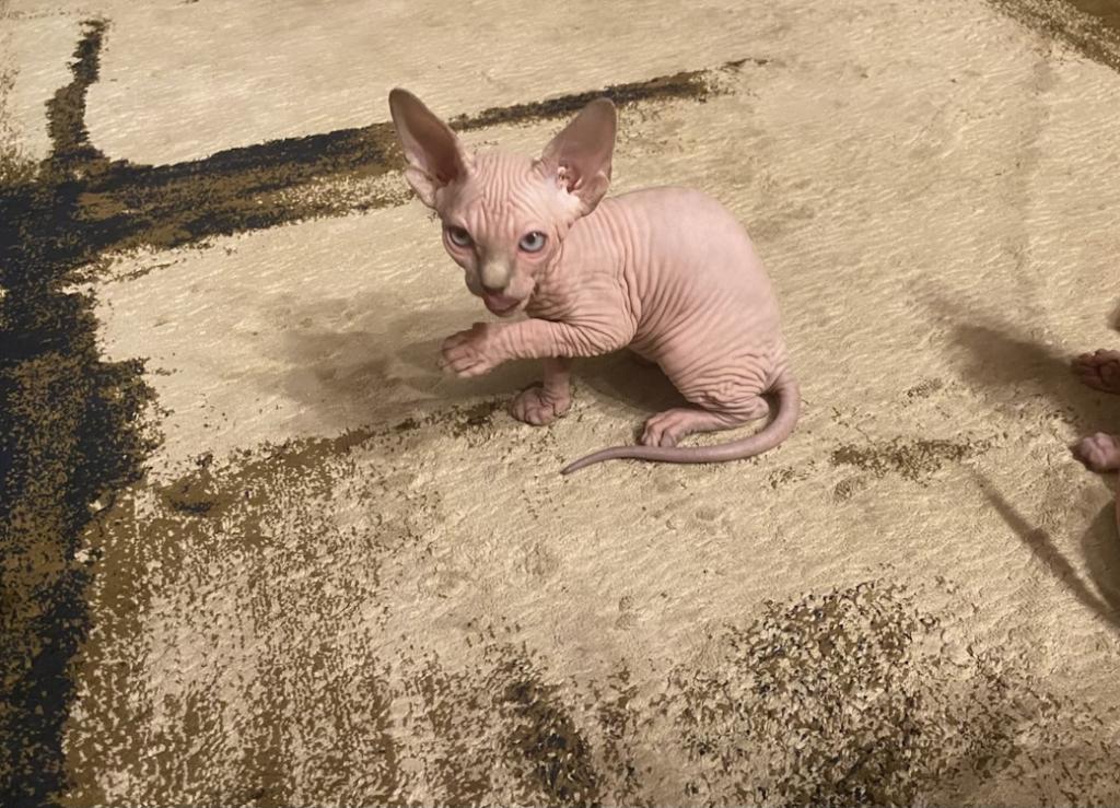 Males Sphynxs Available photo 6