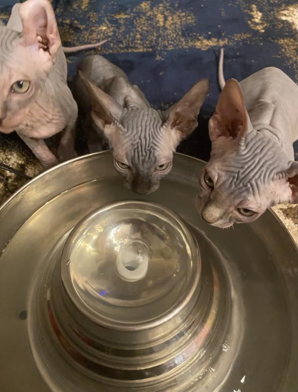 Males Sphynxs Available photo 5