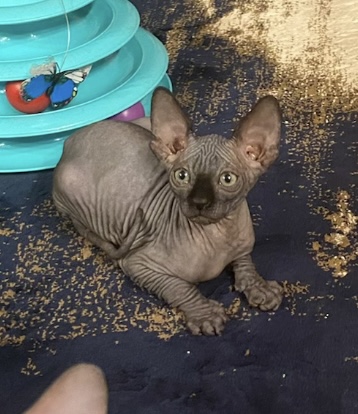 Males Sphynxs Available photo 10
