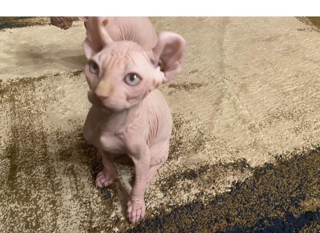 Males Sphynxs Available photo 3